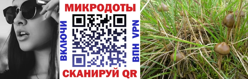 Псилоцибиновые грибы мицелий как найти наркотики Назарово